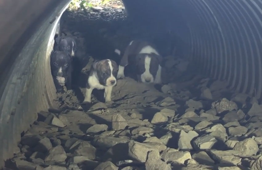 Puppies in a drain pipe rescued in St. Louis